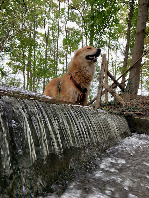 Hund_baden