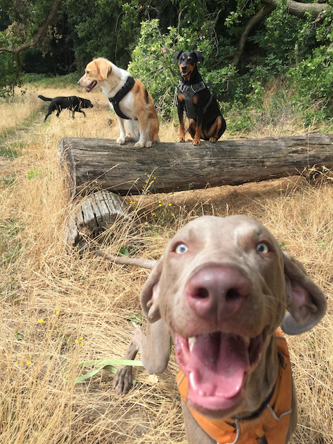 hunde_hürde
